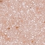 medium_14